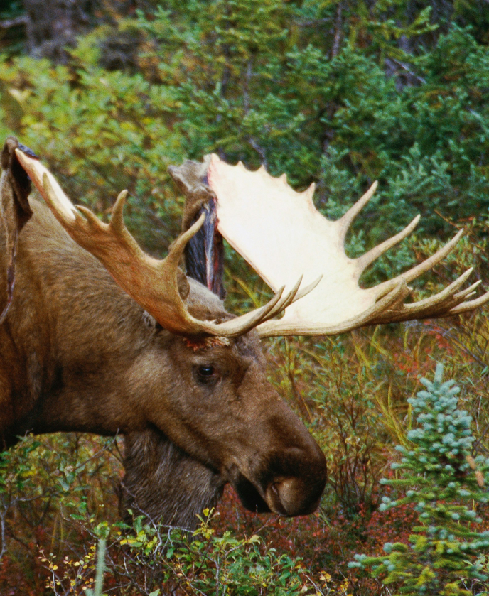 A moose eating grass